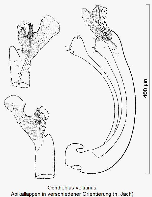 ochthebius_velutinus.gif