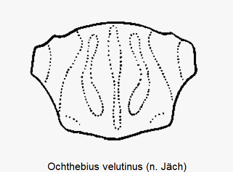 ochthebius_velutinus_hsch.gif