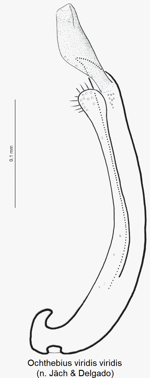 ochthebius_viridis.gif