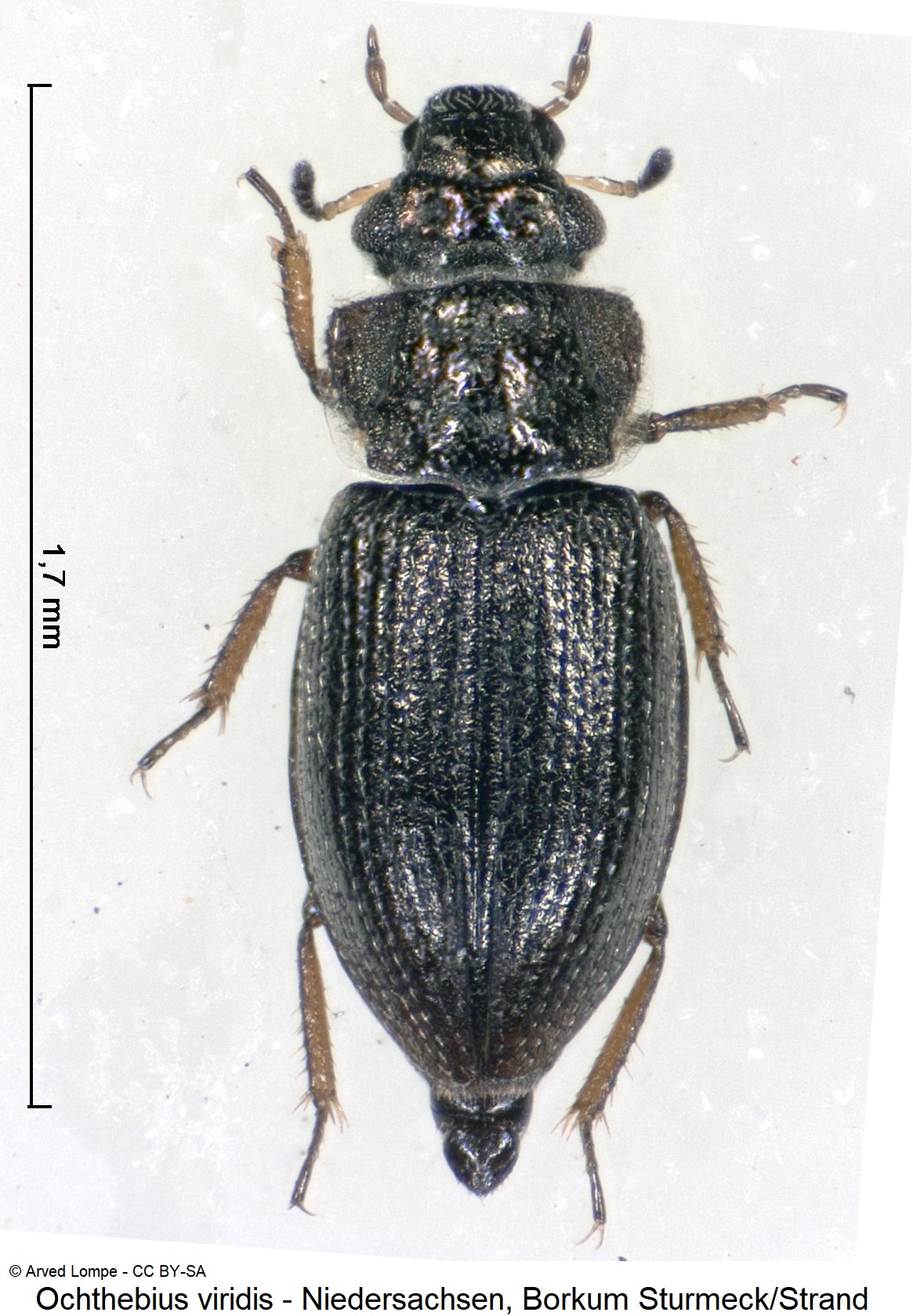 ochthebius_viridis_ck33164227_hab.jpg