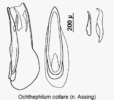 ochthephilum_collare.gif