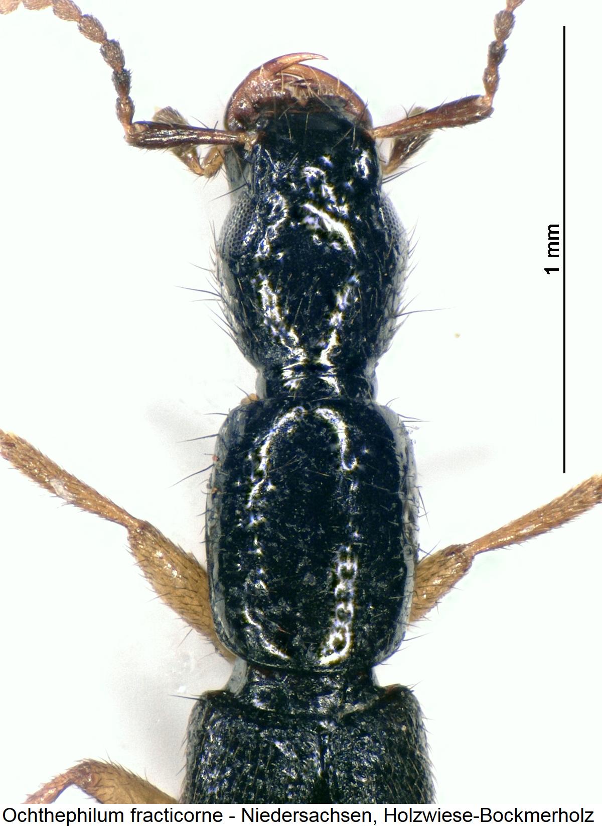 ochthephilum_fracticorne_vk.jpg