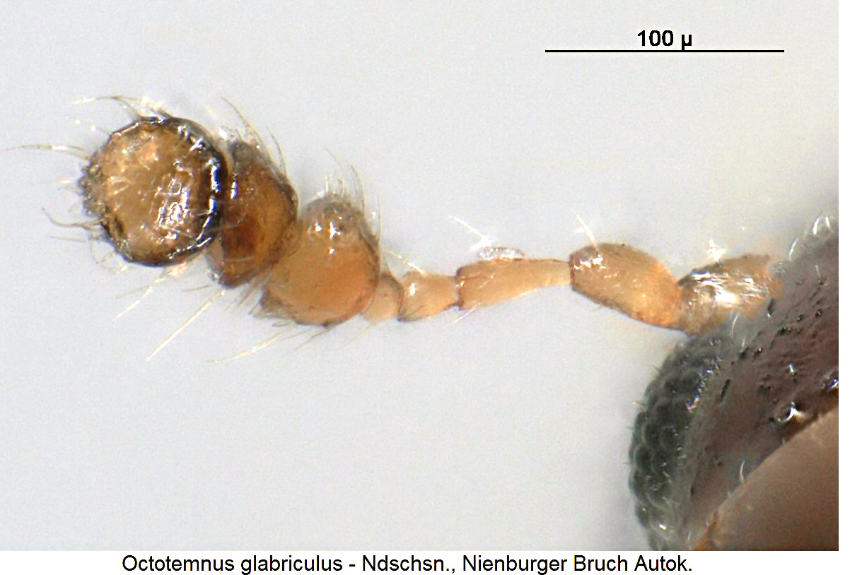 octotemnus_glabriculus_f.jpg