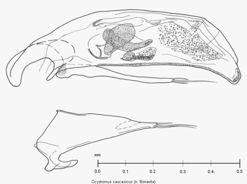 ocydromus_caucasicus.gif