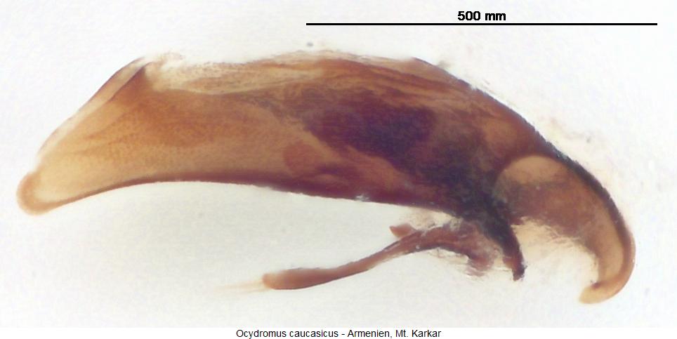 ocydromus_caucasicus.jpg