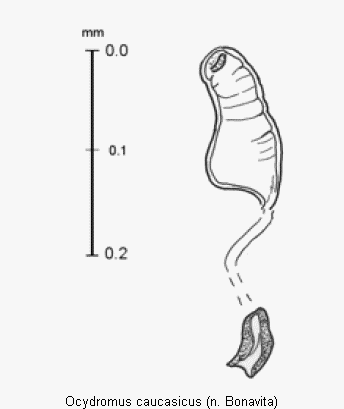 ocydromus_caucasicus_sperm.gif
