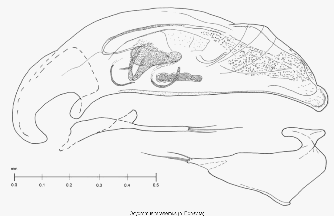 ocydromus_terasemus.gif