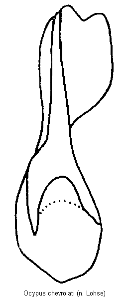 ocypus_chevrolati.gif