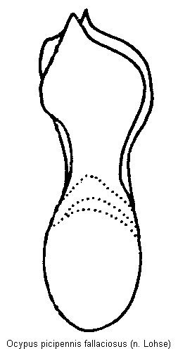 ocypus_fallaciosus.gif