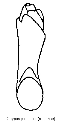 ocypus_globulifer.gif