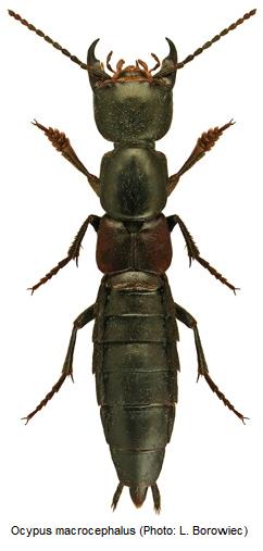 ocypus_macrocephalus_hab.jpg