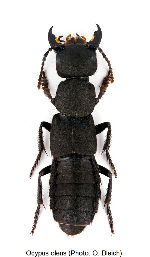ocypus_olens_hab.jpg
