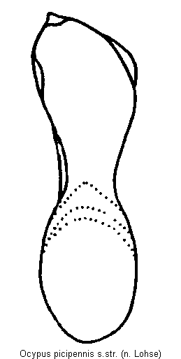 ocypus_picipennis.gif