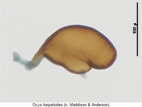 ocys_harpaloides_sperm.jpg