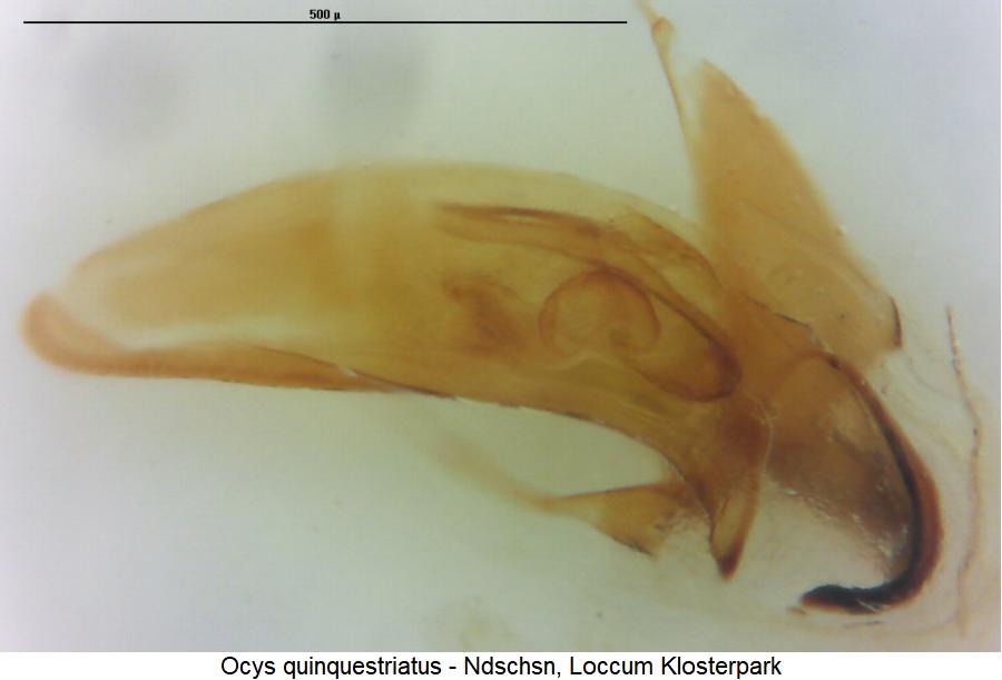 ocys_quinquestriatus.jpg