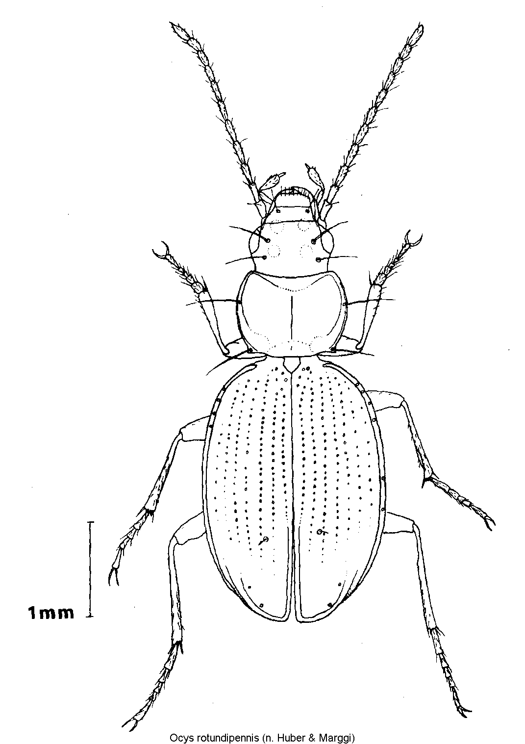 ocys_rotundipennis_hab.gif