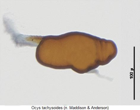 ocys_tachysoides_sperm.jpg
