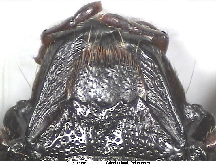 odontocarus_robustus_k.jpg