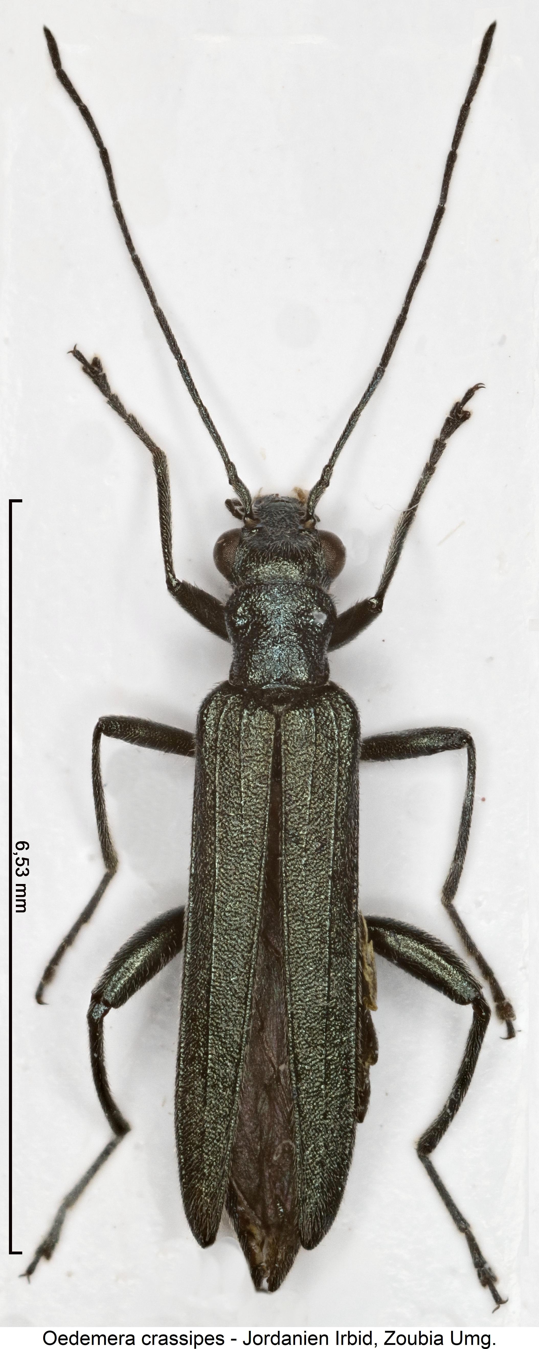 oedemera_crassipes_hab.jpg