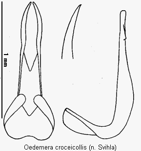 oedemera_croceicollis.gif