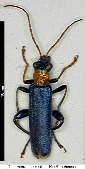 oedemera_croceicollis_hab.jpg