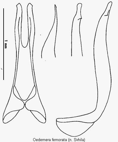 oedemera_femorata.gif