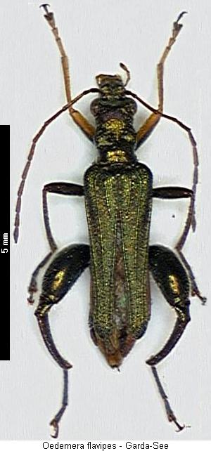 oedemera_flavipes_hab.jpg