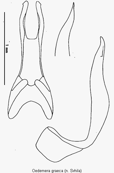 oedemera_graeca.gif