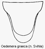 oedemera_graeca_pyg.gif