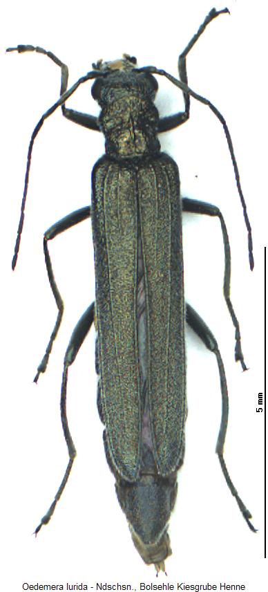oedemera_lurida_hab.jpg