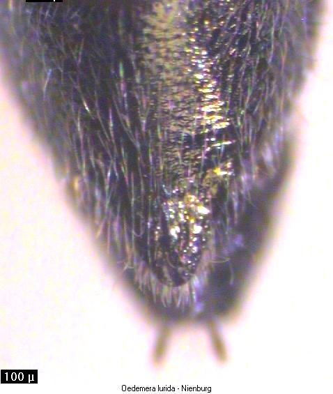 oedemera_lurida_hlb.jpg