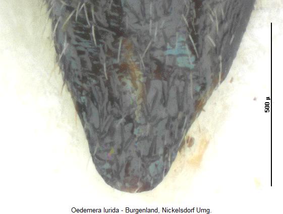 oedemera_lurida_ster2.jpg