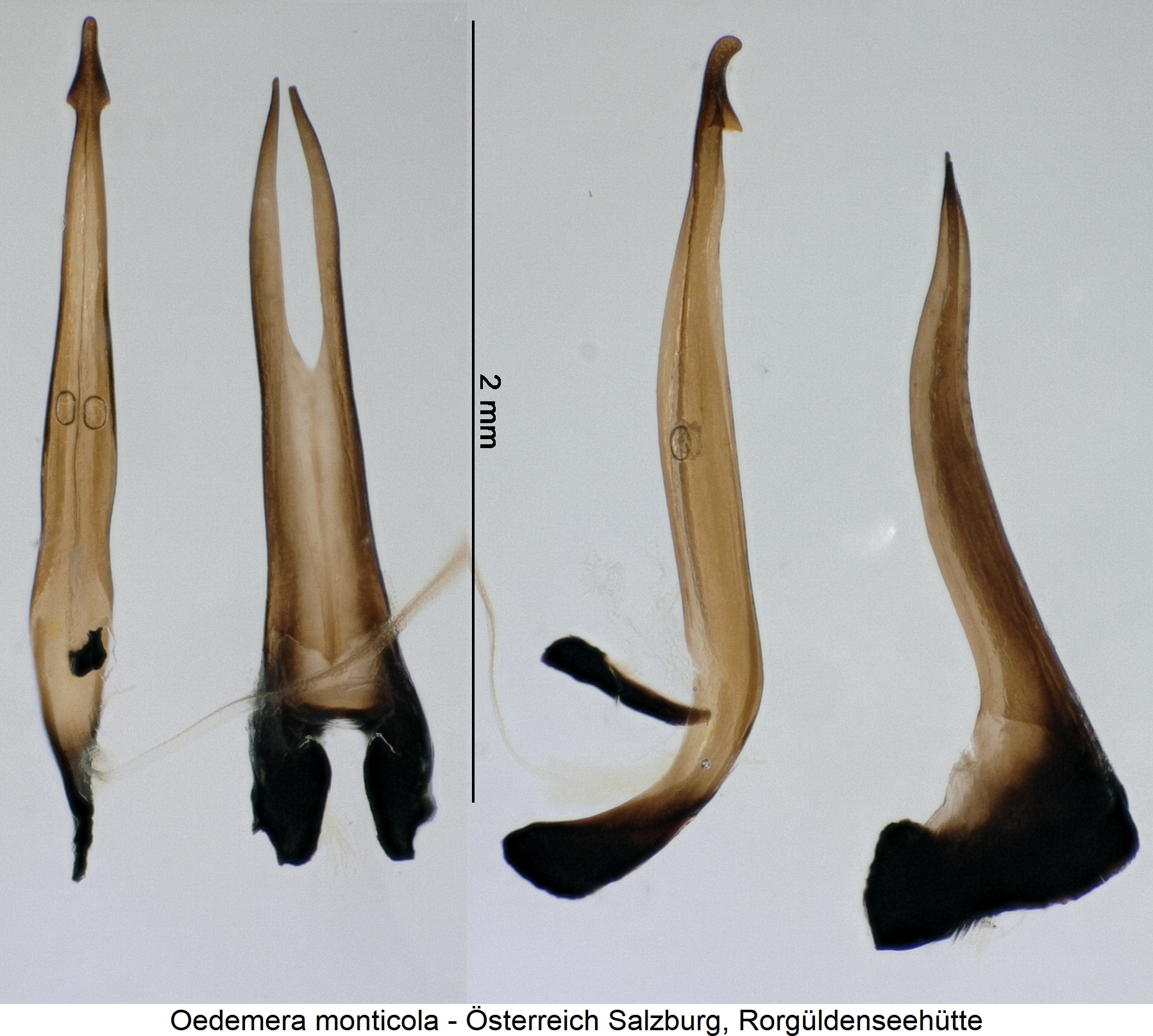 oedemera_monticola.jpg