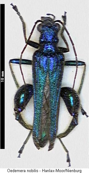 oedemera_nobilis_hab.jpg