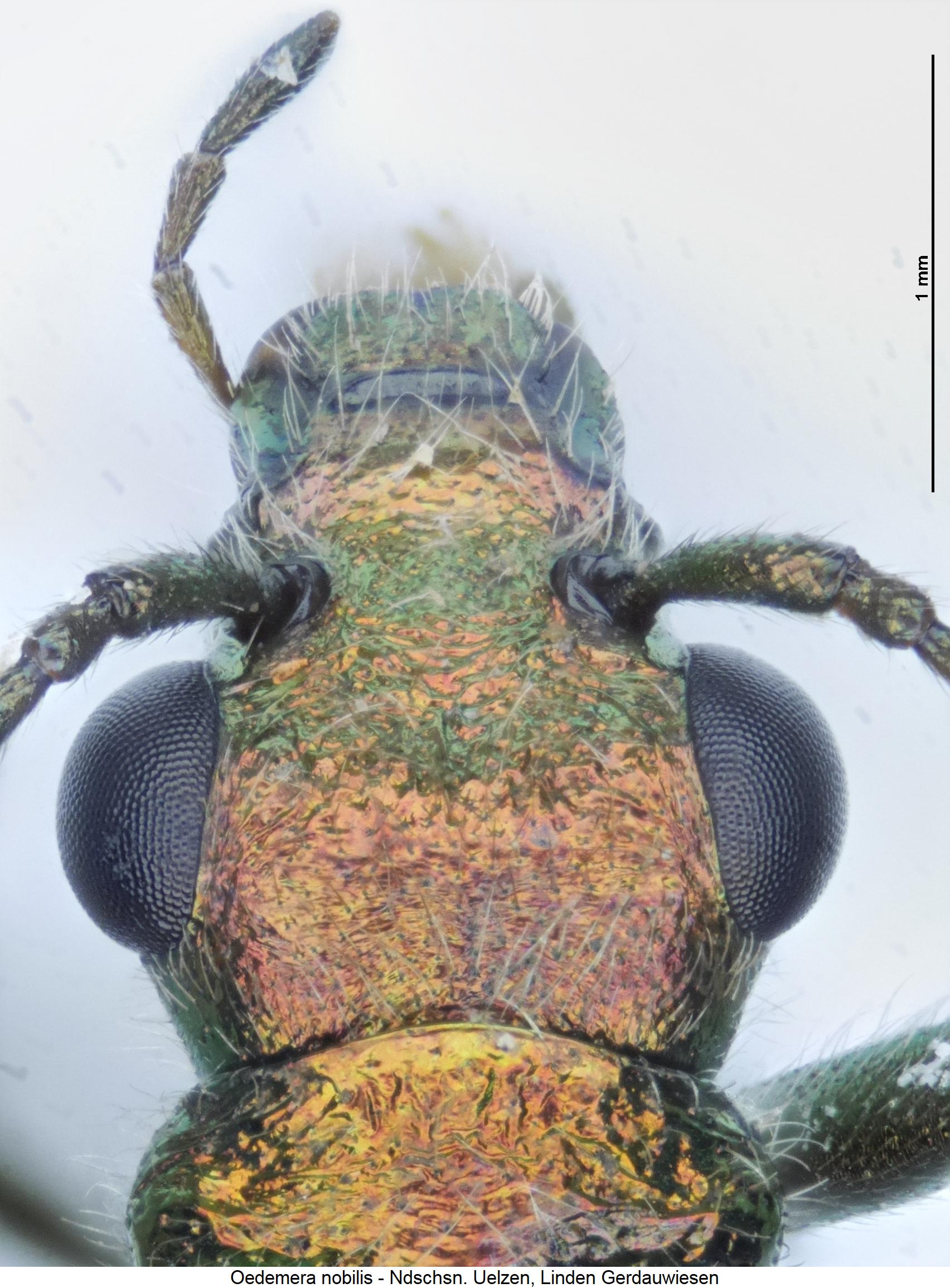 oedemera_nobilis_k.jpg