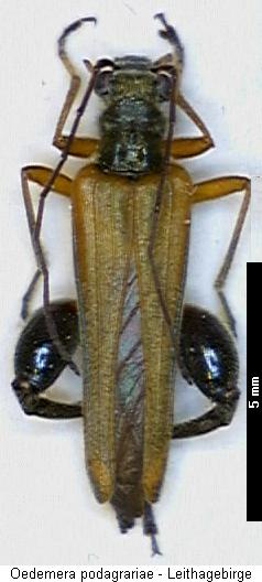 oedemera_podagrariae_hab.jpg
