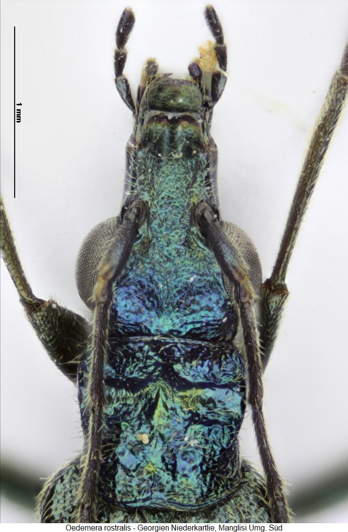 oedemera_rostralis_k.jpg