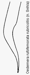 oedemera_rubricollis.gif