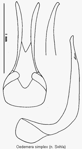 oedemera_simplex.gif