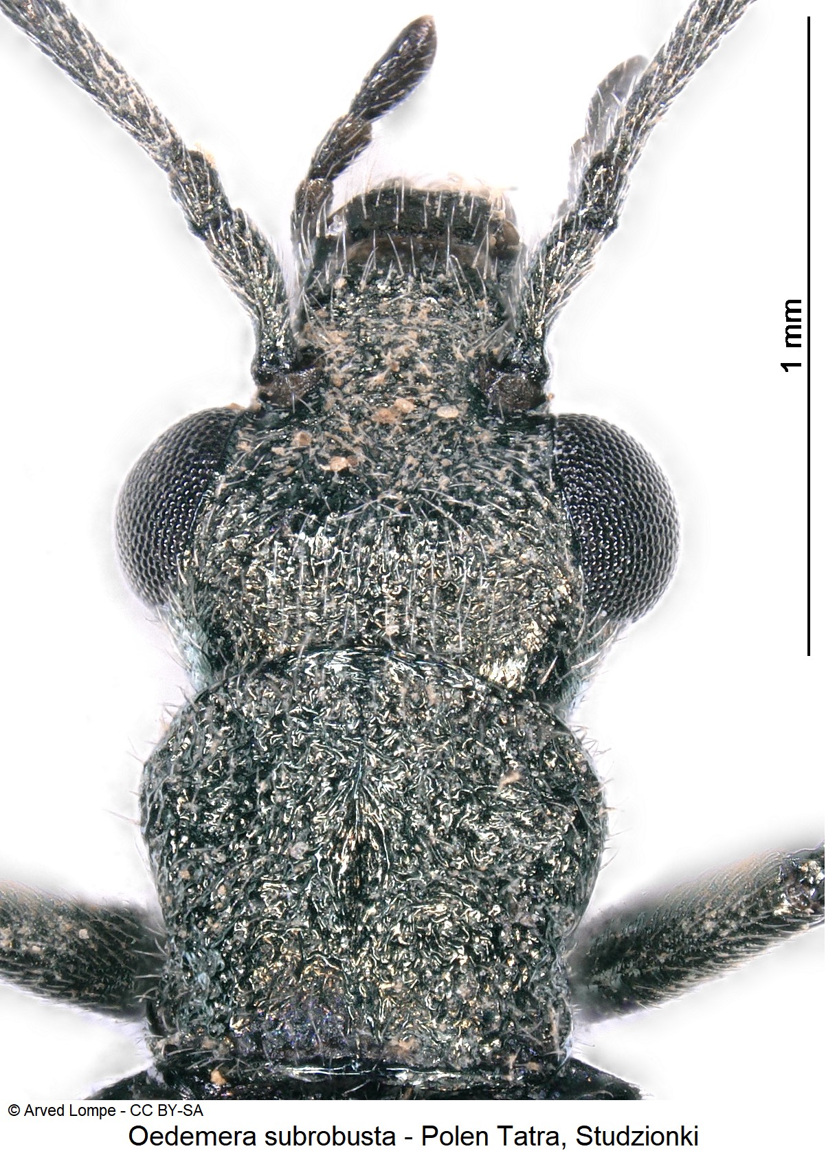 oedemera_subrobusta_ck35607619_vk.jpg