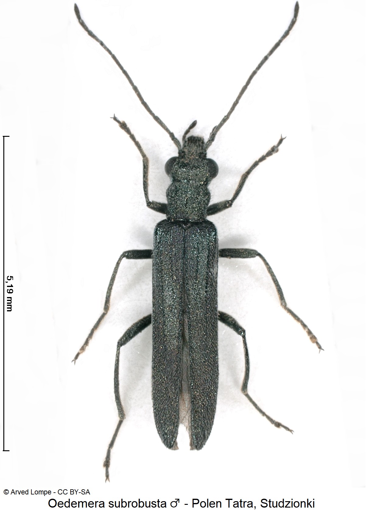 oedemera_subrobusta_m_ck35607619_hab.jpg