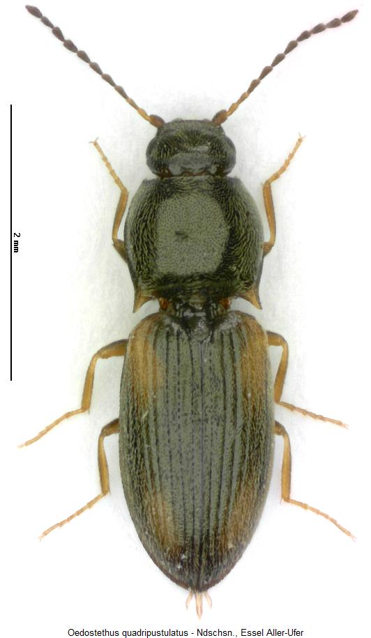 oedostethus_quadripustulatus_hab.jpg