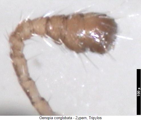 oenopia_conglobata_f.jpg