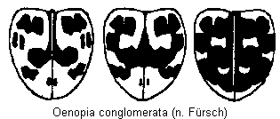 oenopia_conglomerata_fld.gif