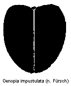 oenopia_impustulata_fld.gif