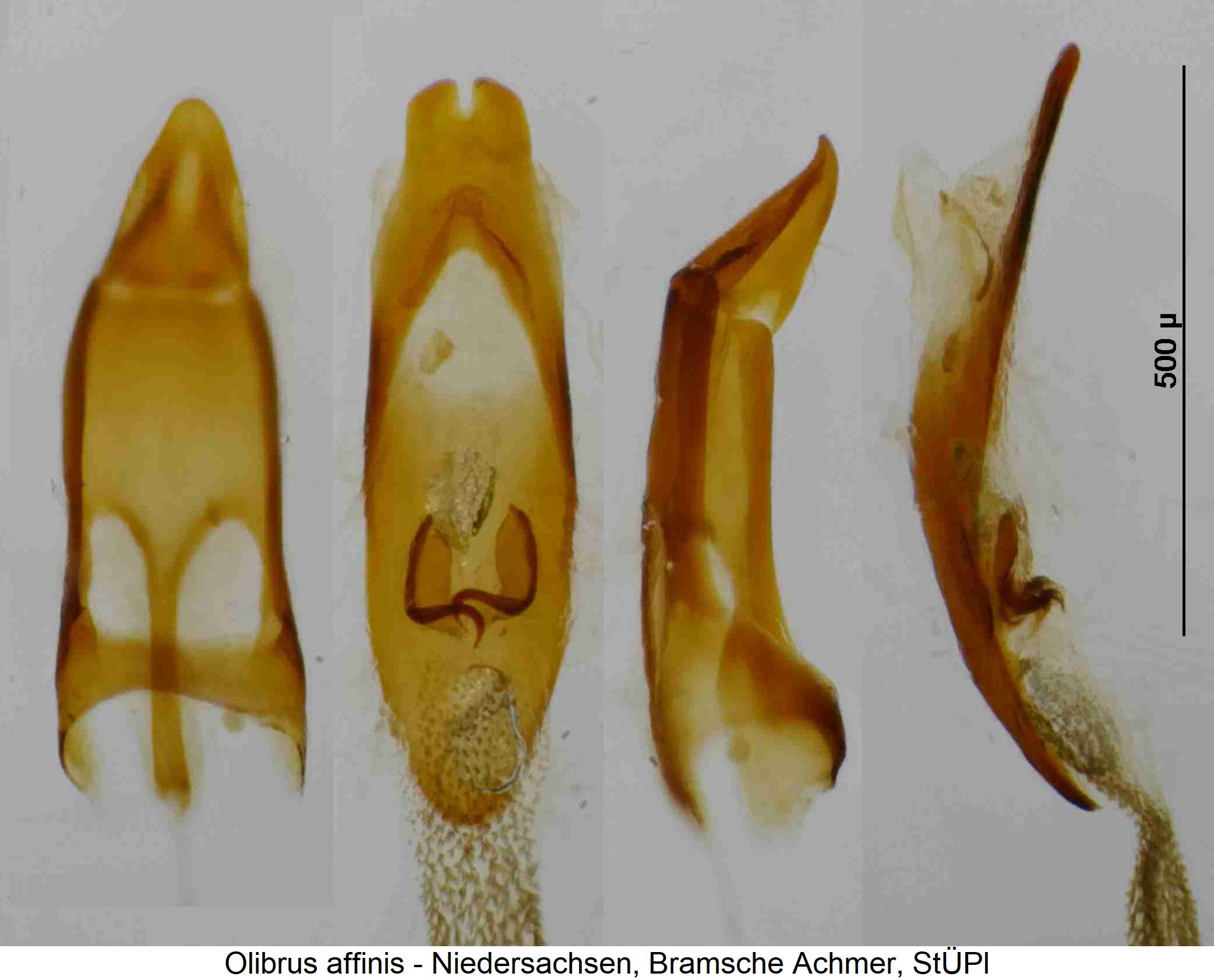 olibrus_affinis1.jpg