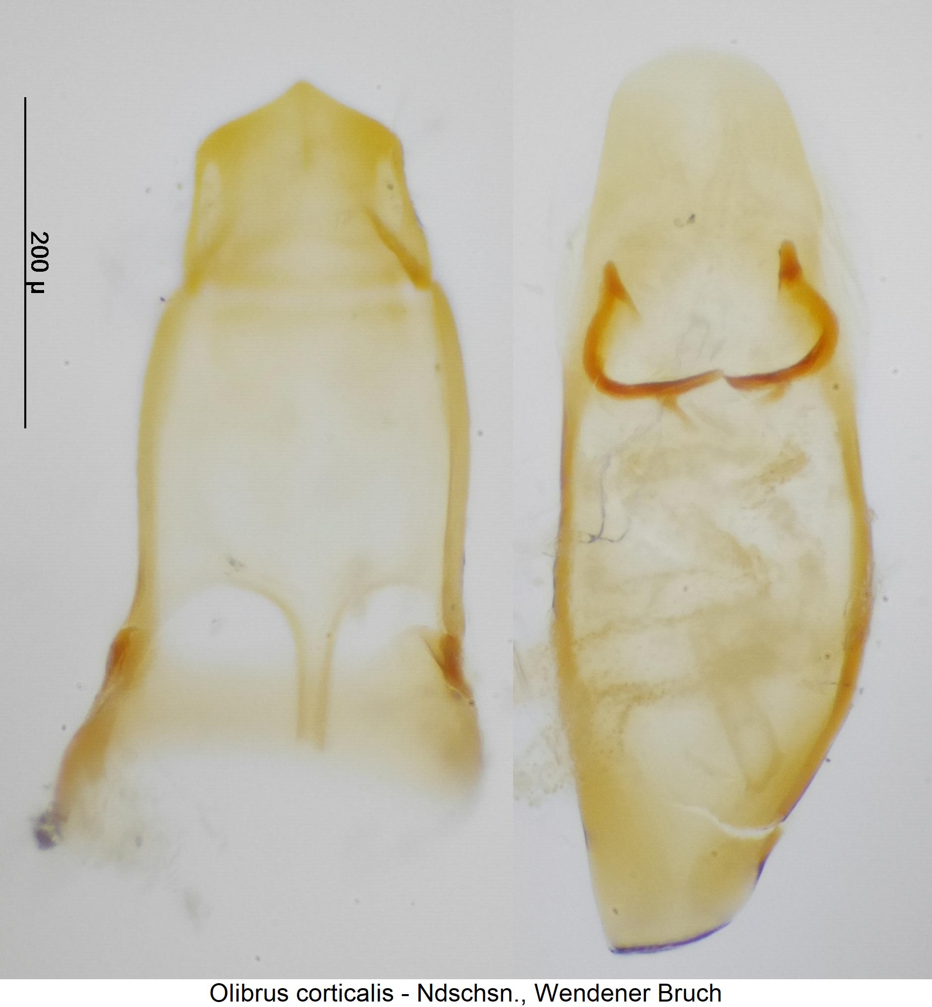 olibrus_corticalis1.jpg