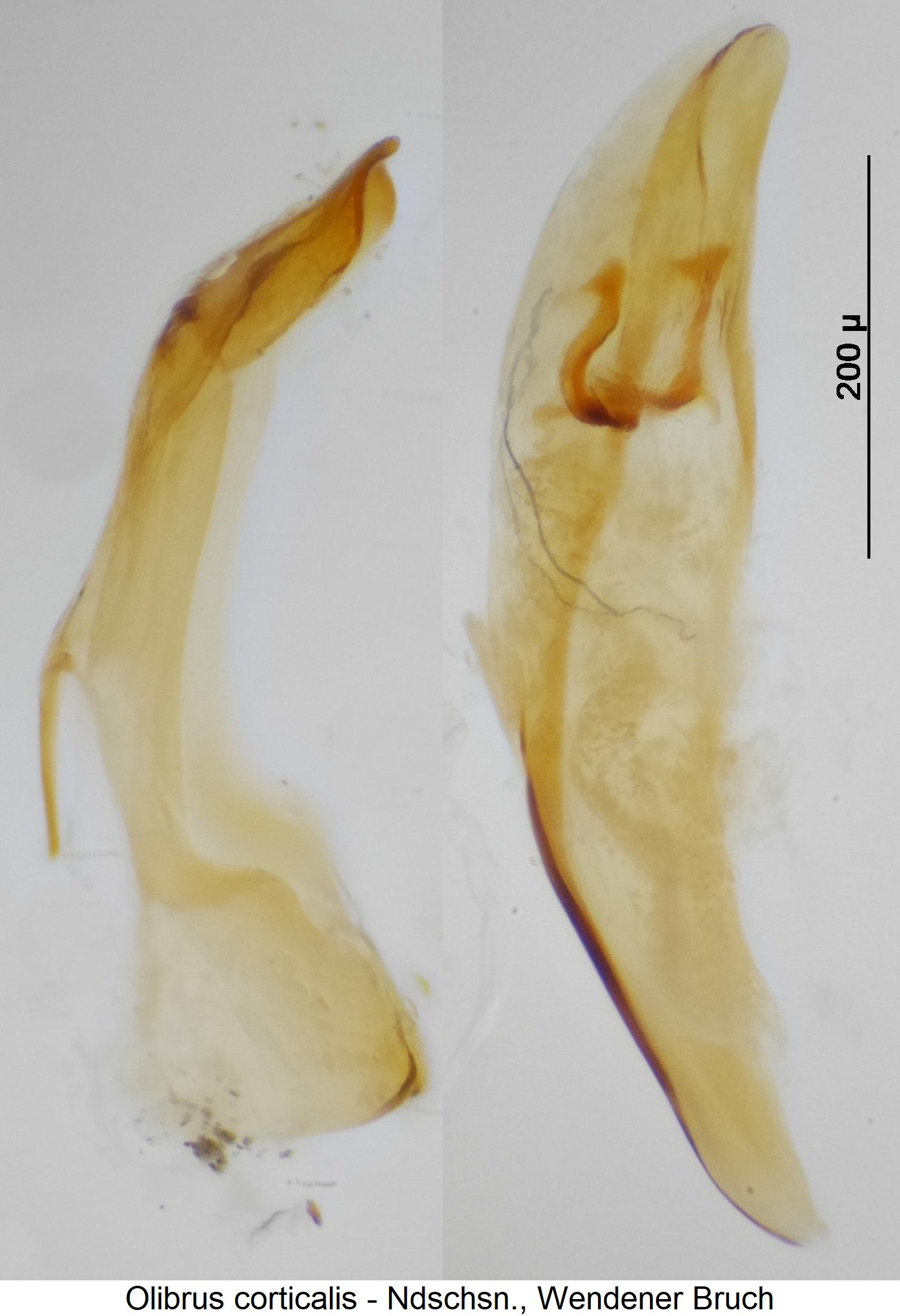 olibrus_corticalis2.jpg