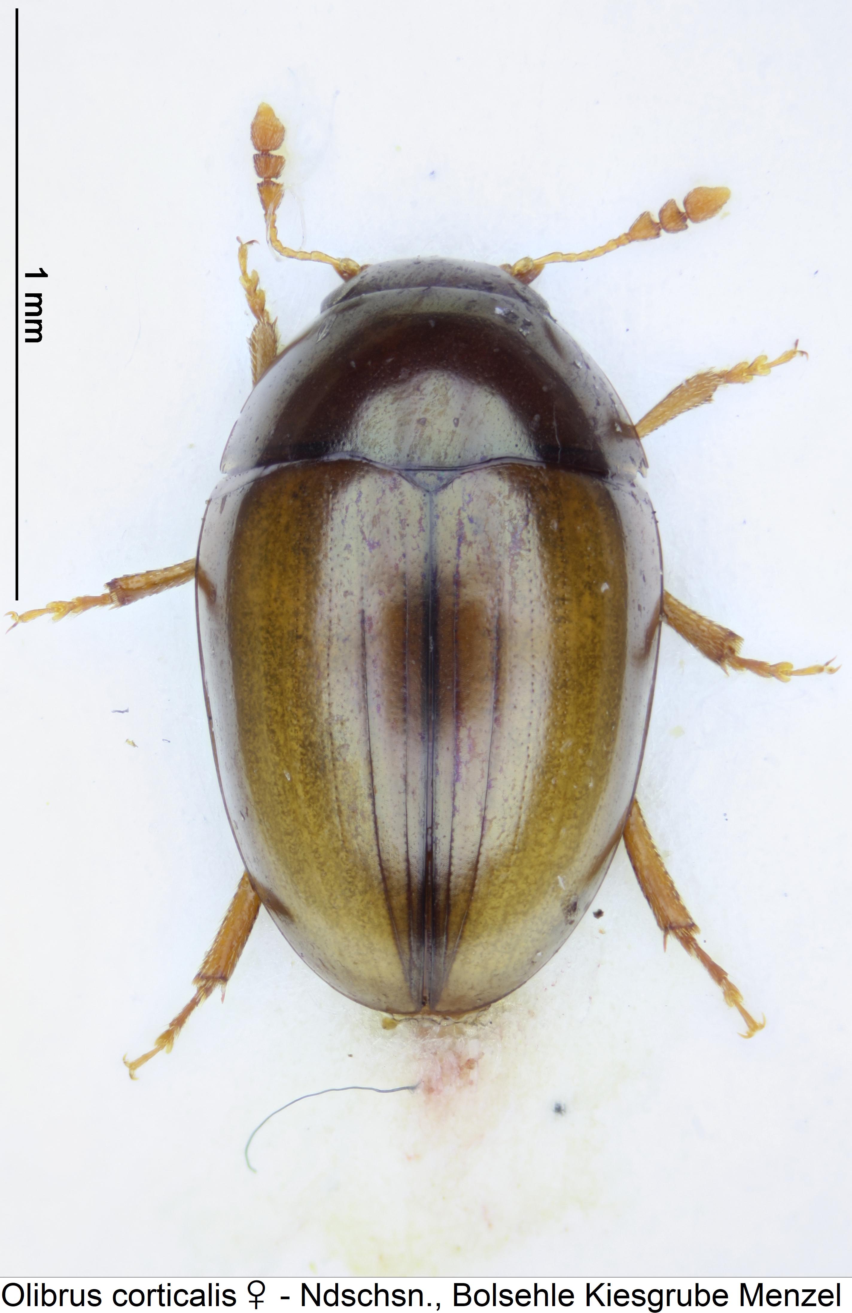 olibrus_corticalis_w_hab.jpg
