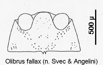 olibrus_fallax_hbr.gif